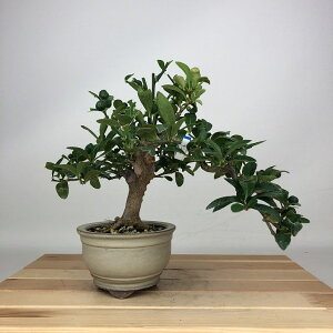 ~   20cm  Fortunella hindsii LY }LJ  ~J LJ Ύ ӏܗp Ϗܗp i i