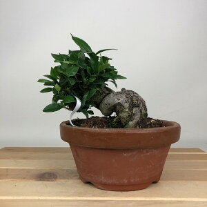 ~ q  12cm Ȃ Gardenia jasminoides N`iV AJl N`iV Ύ ӏܗp Ϗܗp i i 