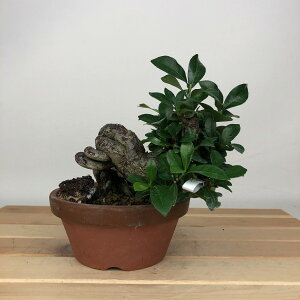 ~ q  11cm Ȃ Gardenia jasminoides N`iV AJl N`iV Ύ ӏܗp Ϗܗp i i 