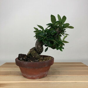 ~ q  14cm Ȃ Gardenia jasminoides N`iV AJl N`iV Ύ ӏܗp Ϗܗp i i 