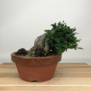 ~ q  10cm Ȃ Gardenia jasminoides N`iV AJl N`iV Ύ ӏܗp Ϗܗp i i 