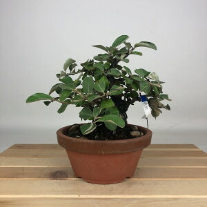 ~ t   14cm ͂邮 Elaeagnus nO~ O~ t ӏܗp Ϗܗp i i