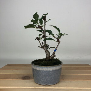 ~  a  16cm  TN o t Ϗܗp i i 