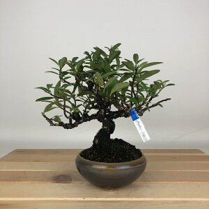 ~ sJT  14cm Pyracantha  IW o Ύ Ϗܗp i i 