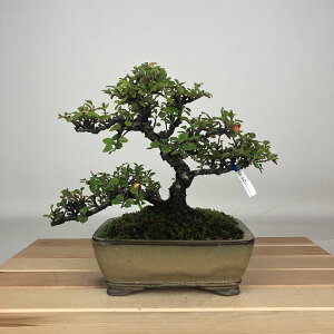 ~ gh  16cm ׂɂ Cotoroneaster horizantalis xjV^  o Ύ ӏܗp Ϗܗp i i