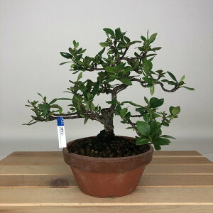 盆栽 梔子 樹高 約16cm くちなし Gardenia jasminoides クチナシ アカネ科 クチナシ属 常緑樹 鑑賞用 観賞用 小品 現品