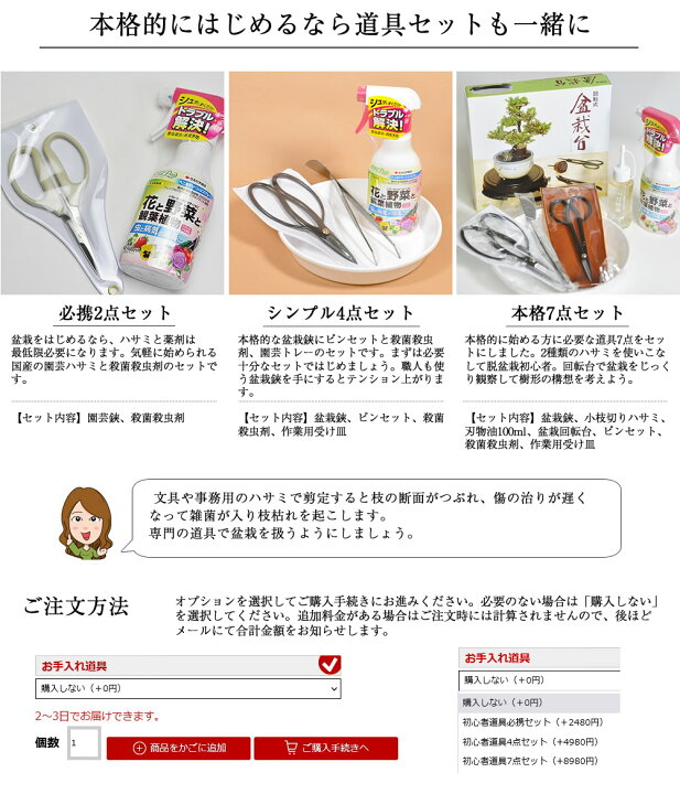 楽天市場 盆栽 桜 桜盆栽 旭山桜の2本立ち さかづきの器 盆栽 桜 満開桜 桜盆栽育て方冊子と肥料付き お家でお花見 1才桜 旭山 盆栽桜 さくら Sakura 鉢植え 観葉植物 花見 お祝い ギフト 盆栽 開店 お祝い 退職 ラッピング 母の日 父の日 桜特集 盆栽妙 楽天市場店