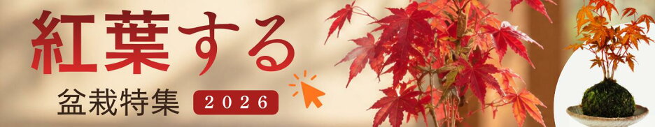 紅葉する盆栽特集2026