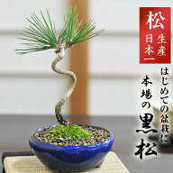 盆栽 松 黒松 ミニ盆栽 ミニ 松盆栽 ミニ黒松 初心者 室内 おためし盆栽 デスク 卓上 プレゼント ギフト …