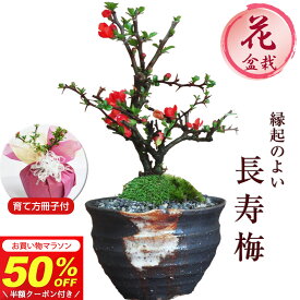 ＼半額クーポン利用で／5,980円→2,990円 マラソン！盆栽 長寿梅 信楽焼つぼ鉢 ミニ盆栽 初心者 室内 鉢植え ちょうじゅばい デスク 卓上 誕生日 お祝い 退職 開店祝い 周年 結婚 卒業 入学 引越 新築 改装 移転 送別 昇進 長寿祝い 父の日 クリスマス 年賀・正月