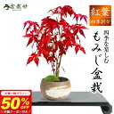 ＼半額クーポン利用で／5,480円→2,740円 マラソン！盆栽 もみじ ハケメ丸鉢 ミニ盆栽 紅葉 モミジ 山もみじ ミニ 初心者 はじめる キット ビギナー 四季 風景 盆景 bonsai ミニモミジ 趣味 プレゼント インテリア モダン 室内 デスク 卓上 誕生