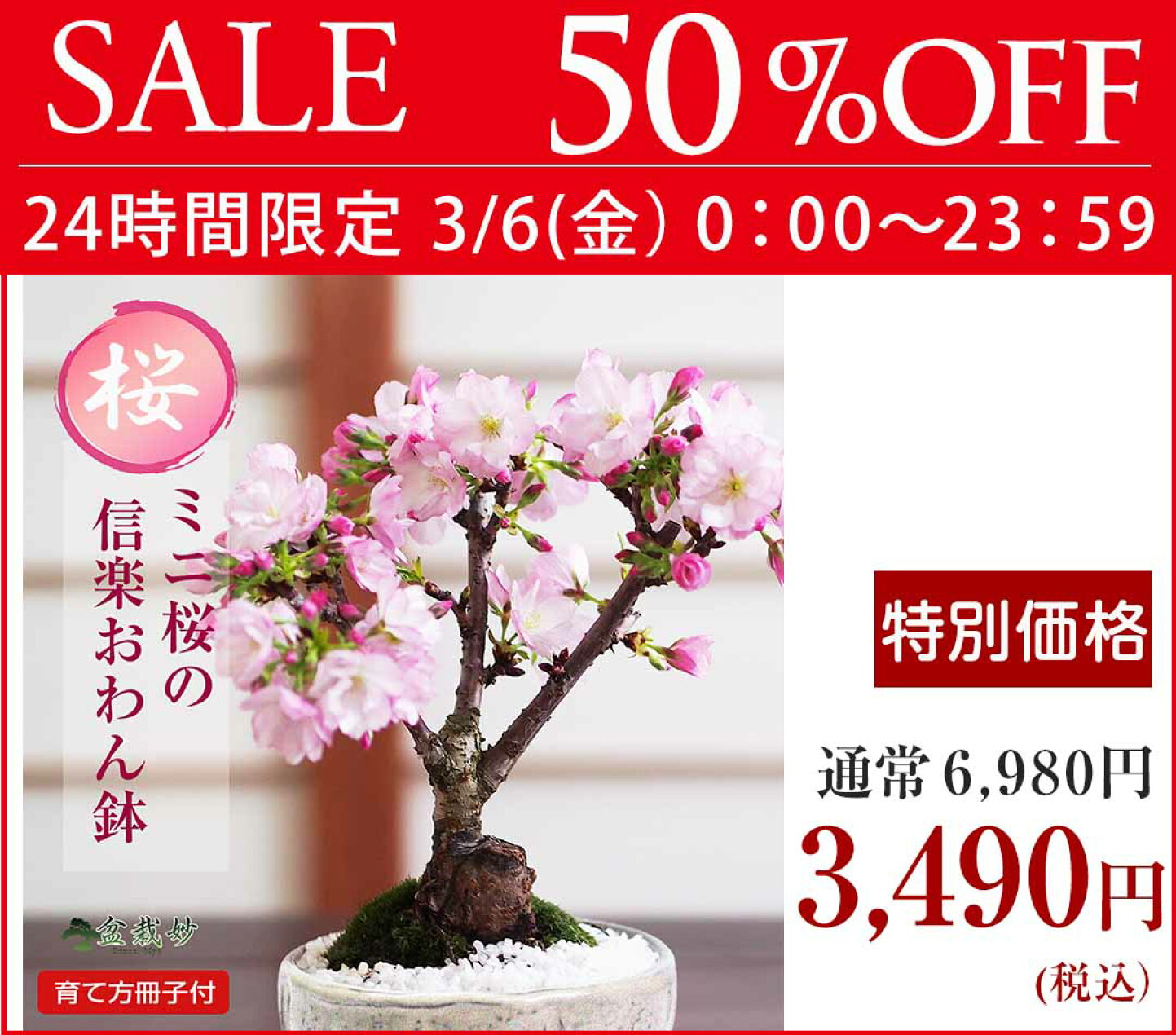 楽天市場 | 盆栽妙 楽天市場店 - 盆栽妙×楽天 スーパーSALE