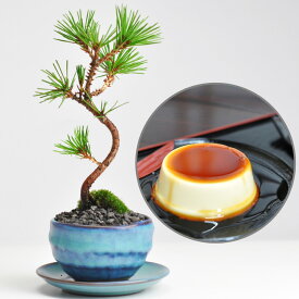 盆栽 盆栽とお菓子のセット 松盆栽 本格四国黒松 万古焼 き スイーツセット 神戸プリン 趣味 ミニ盆栽 プレゼント 贈り物 ギフト お誕生日 盆栽妙 敬老の日