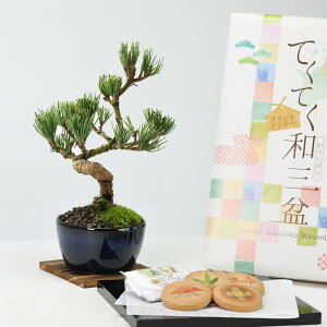 ~jܗtۏƘaO~NbL[ ~ ~j~ ~jܗt aj ސEj Mtg v[g A XC[c Ăَq bonsai