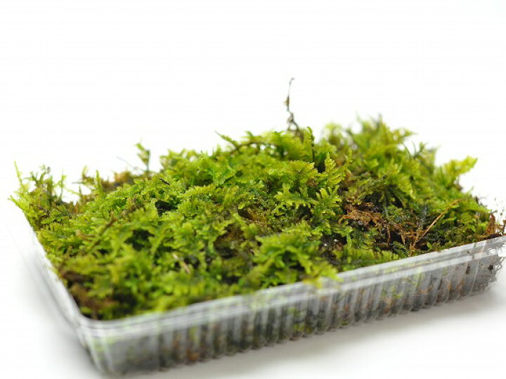 楽天市場】苔 ハイゴケ パック 這苔 はいごけ 苔玉 苔テラリウム 苔 