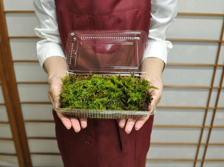 楽天市場】苔 ハイゴケ パック 這苔 はいごけ 苔玉 苔テラリウム 苔 