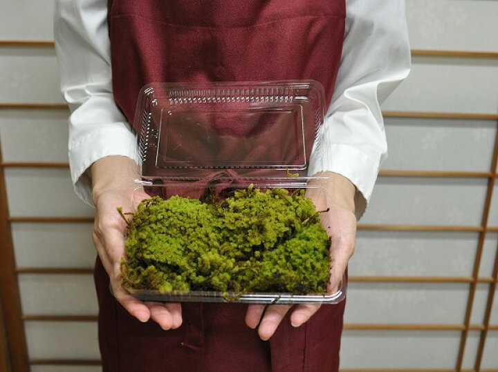 楽天市場】苔 スナゴケ パック 砂苔 すなごけ 苔玉 苔テラリウム 苔 