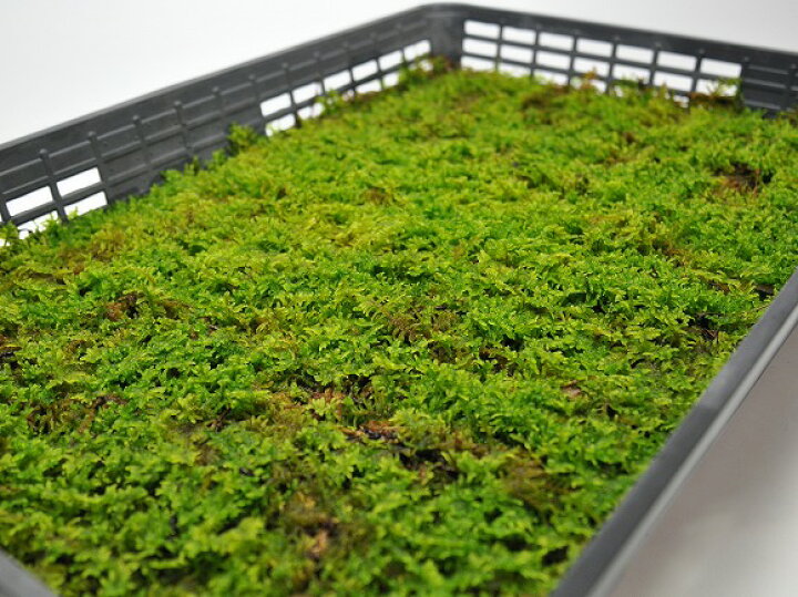 楽天市場】苔 ハイゴケ 大トレー 這苔 はいごけ 苔玉 苔テラリウム 苔 