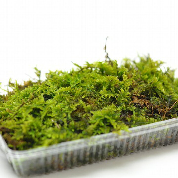 楽天市場】苔 ハイゴケ パック 這苔 はいごけ 苔玉 苔テラリウム 苔 