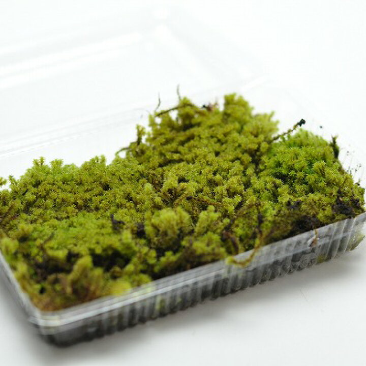 楽天市場】苔 スナゴケ パック 砂苔 すなごけ 苔玉 苔テラリウム 苔 