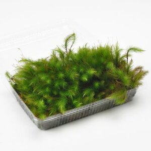  qmLSP pbN w Ђ̂ ۋ ۃeE ۖ~ RPE A rIg[v 뉀 Lbg ͔| S moss X  CeA ے ۃE X Ή  Oh