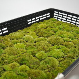 苔 ヤマゴケ 大トレー 山苔 やまごけ 苔玉 苔テラリウム 苔盆栽 コケリウム 植物 ビオトープ 庭園 キット 栽培 初心者 moss モス おすすめ インテリア 苔庭 苔リウム 専門店 緑化 庭 グランドカバー 流木 アート 人気 栽