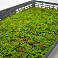 苔 ハイゴケ 大トレー 這苔 はいごけ 苔玉 苔テラリウム 苔盆栽 コケリウム 植物 ビオトープ 庭園 キット…
