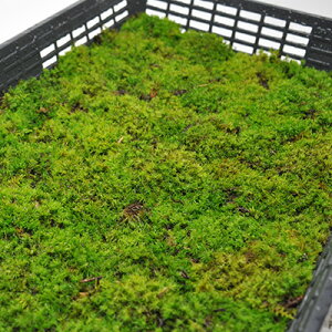  Vb|SPg[ ۑ ۂ ۋ ۃeE ۖ~ RPE A rIg[v 뉀 Lbg ͔| S moss X  CeA ے ۃE X Ή  O