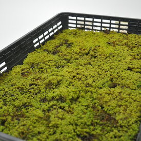 苔 スナゴケ 大トレー 砂苔 すなごけ 苔玉 苔テラリウム 苔盆栽 コケリウム 植物 ビオトープ 庭園 キット 栽培 初心者 moss モス おすすめ インテリア 苔庭 苔リウム 専門店 緑化 庭 グランドカバー 流木 アート 人気 栽