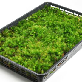 苔 ヒノキゴケ 大トレー 檜苔 ひのきごけ 苔玉 苔テラリウム 苔盆栽 コケリウム 植物 ビオトープ 庭園 キット 栽培 初心者 moss モス おすすめ インテリア 苔庭 苔リウム 専門店 緑化 庭 グランドカバー 流木 アート 人気