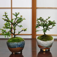 盆栽 長寿梅 紅白セット 赤花 白花 ミニ盆栽 初心者 室内 趣味 縁起盆栽 プレゼント ギフト 贈り物 贈答…