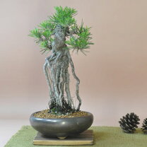 楽天市場】盆栽（種類（植物）クロマツ（黒松））（花・観葉植物｜花 
