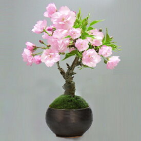楽天市場 桜 鉢植えの通販
