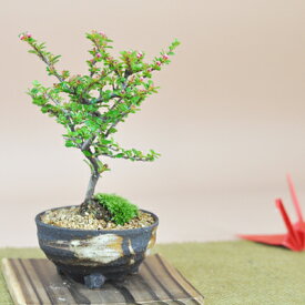 ミニ盆栽 シタン ミニミニ盆栽 紅紫檀 ベニシタン 実もの 花もの 初心者 室内 趣味 初めて 入門 初心者 おすすめ 誕生日 父の日 お祝い 退職 開店祝い 周年 結婚 改装 移転 送別 昇進 長寿祝い 敬老の日 年賀・正月 プ