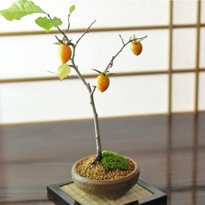 楽天市場】老爺柿(ロウヤガキ)のミニ盆栽 : 盆栽妙 楽天市場店
