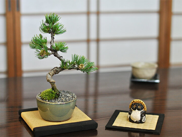 楽天市場】盆栽 和 敷物 ミニ畳 15角 15cm × 15cm たたみ 敷畳 ミニ 
