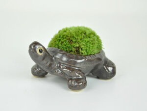 苔玉 テラリウム 植木 盆栽の人気商品 通販 価格比較 価格 Com 苔玉 テラリウム 植木 盆栽の人気商品 通販 価格比較 価格 Com
