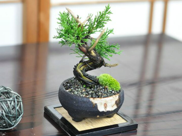 楽天市場】盆栽 真柏 小品 真柏 松盆栽 鉢植え ミニ盆栽 松柏 室内 