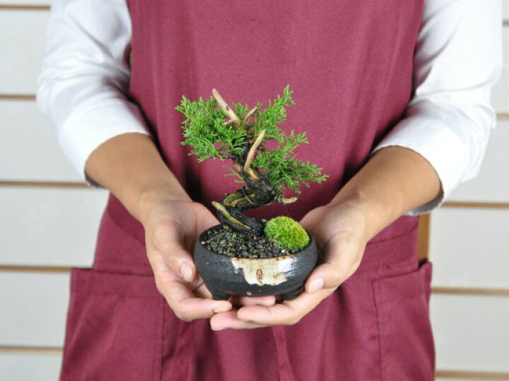 楽天市場】盆栽 真柏 小品 真柏 松盆栽 鉢植え ミニ盆栽 松柏 室内 