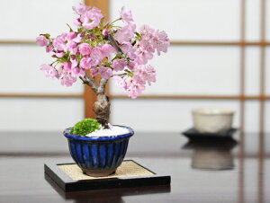 ミニ盆栽 桜 盆栽 植木の人気商品 通販 価格比較 価格 Com