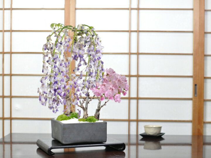 楽天市場 開花終了 盆栽 桜 藤 桜盆栽 藤盆栽 藤と桜の寄植え 信楽焼 瓦鉢正角 旭山桜 一才桜 花芽 ミニ盆栽 おうちで花見 花見 四季 鉢植 お祝い プレゼント 鉢花 贈り物 サクラ 桜特集 盆栽妙 盆栽妙 楽天市場店
