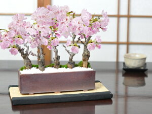 ミニ盆栽 桜 盆栽 植木の人気商品 通販 価格比較 価格 Com