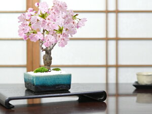 ミニ盆栽 桜 盆栽 植木の人気商品 通販 価格比較 価格 Com