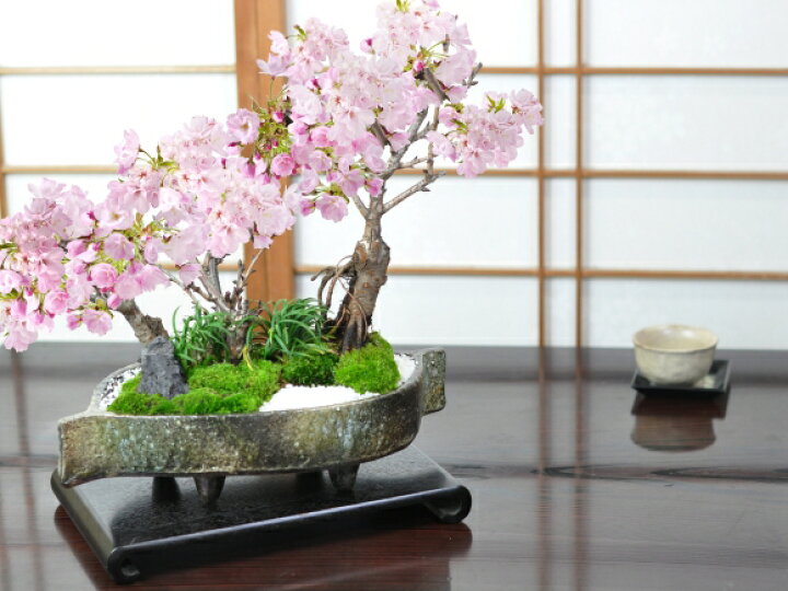 楽天市場】桜 盆栽 桜盆栽 桜の豪華寄植え 落ち葉型 信楽焼鉢 12号 