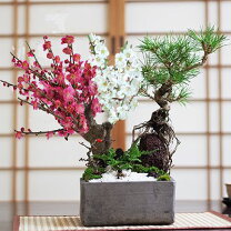 楽天市場】盆栽（種類（植物）クロマツ（黒松））（花・観葉植物｜花 