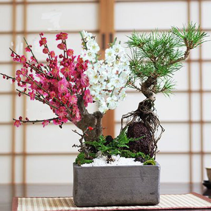 楽天市場】盆栽 松 梅 黒松と紅白梅の寄せ植え 松盆栽 梅盆栽 梅の盆栽 