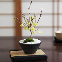 楽天市場】ポトス アリス（盆栽｜花・観葉植物）：花・ガーデン・DIYの通販 