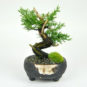 ~ ^ i ^ ~ A ~j~   ӏ v[g Mtg 蕨  _ CeA i~ a~ a ̓ ̓ hV̓