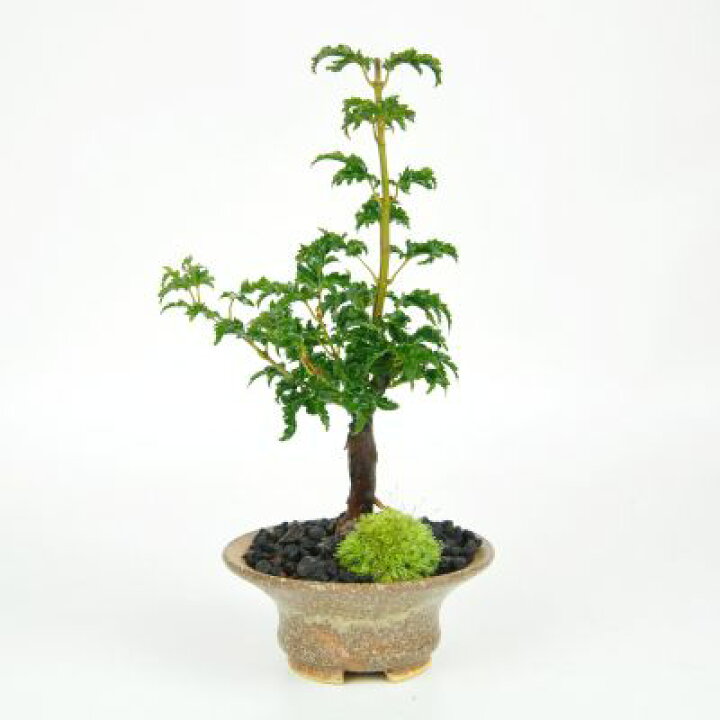 楽天市場 獅子頭もみじ 紅葉する盆栽 鉢植え ミニ盆栽 ギフト 贈り物 おしゃれ モダン インテリア もみじ 和盆栽 盆栽妙 楽天市場店