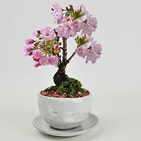 楽天市場 桜 鉢植えの通販